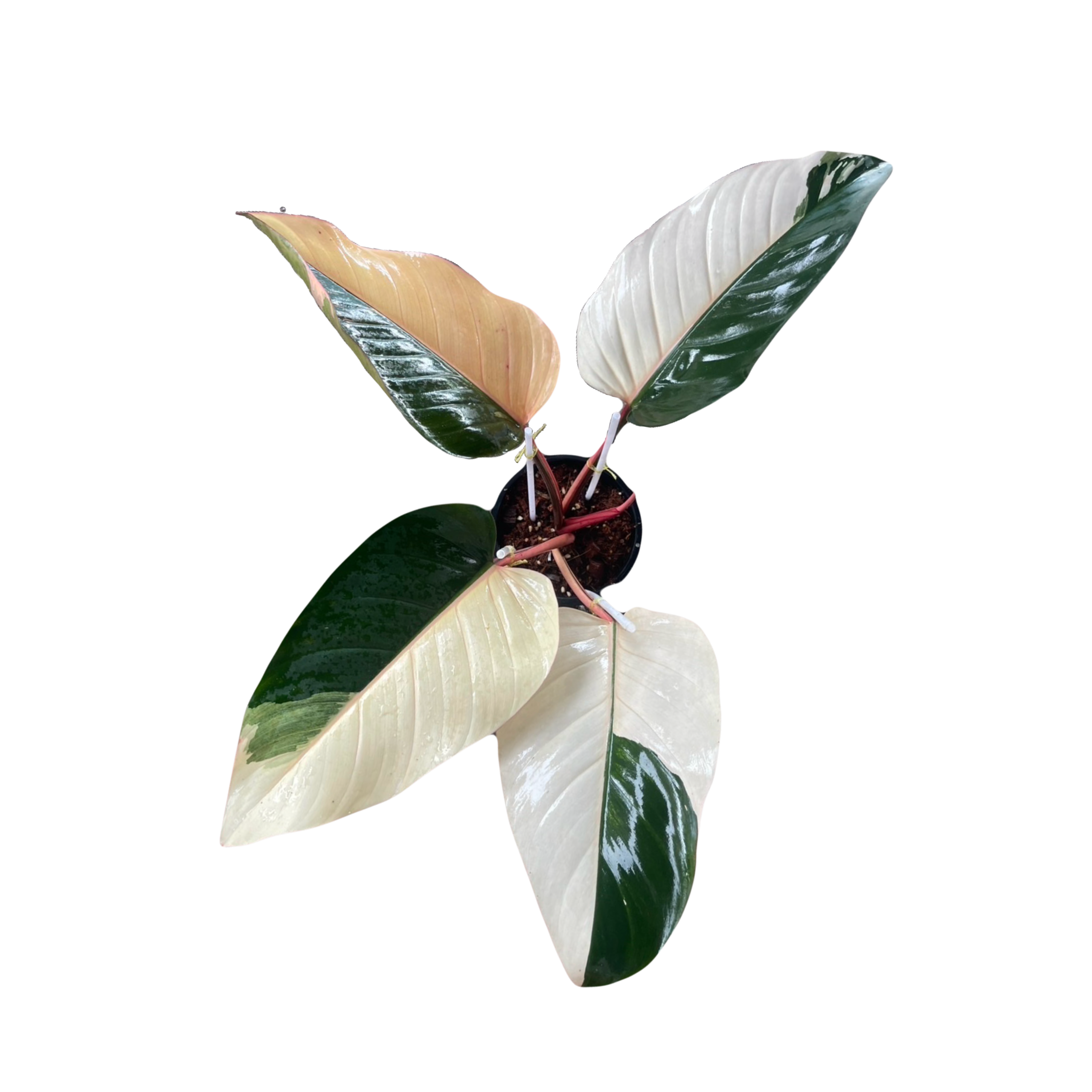 Philodendron Red Congo Variegated