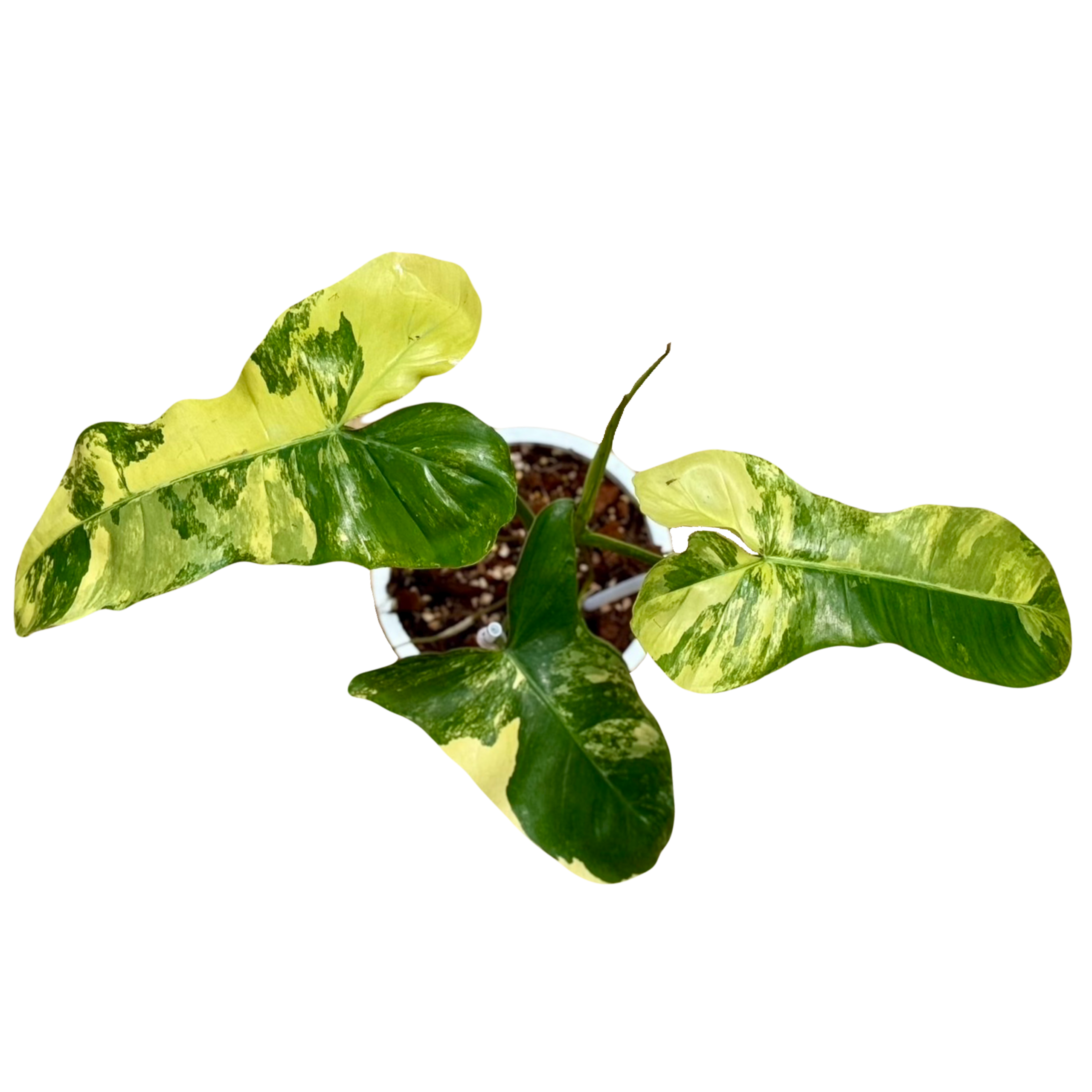 Philodendron Florida x Paraiso Variegated