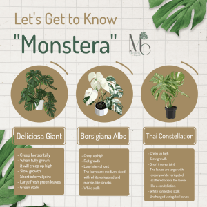 จุดเด่นของมอนสเตอร่า (Highlights of the Monstera)