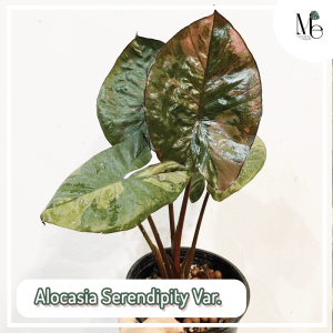 Alocasia Serendipity Variegated