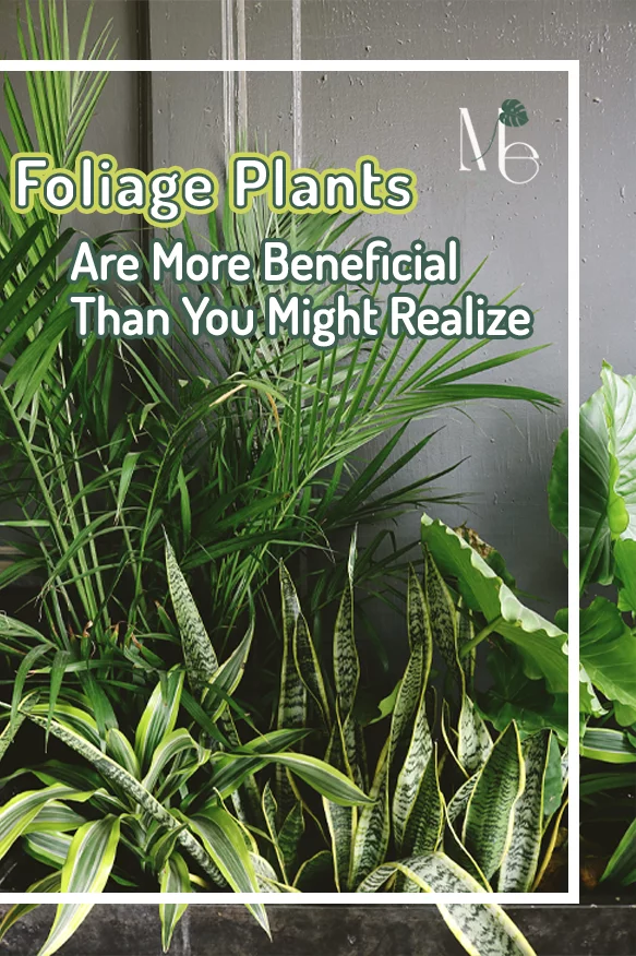 Foliage Plants Are More Beneficial Than You Might Realize