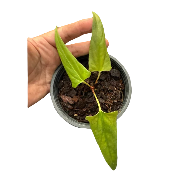 Anthurium Portilae NSE
