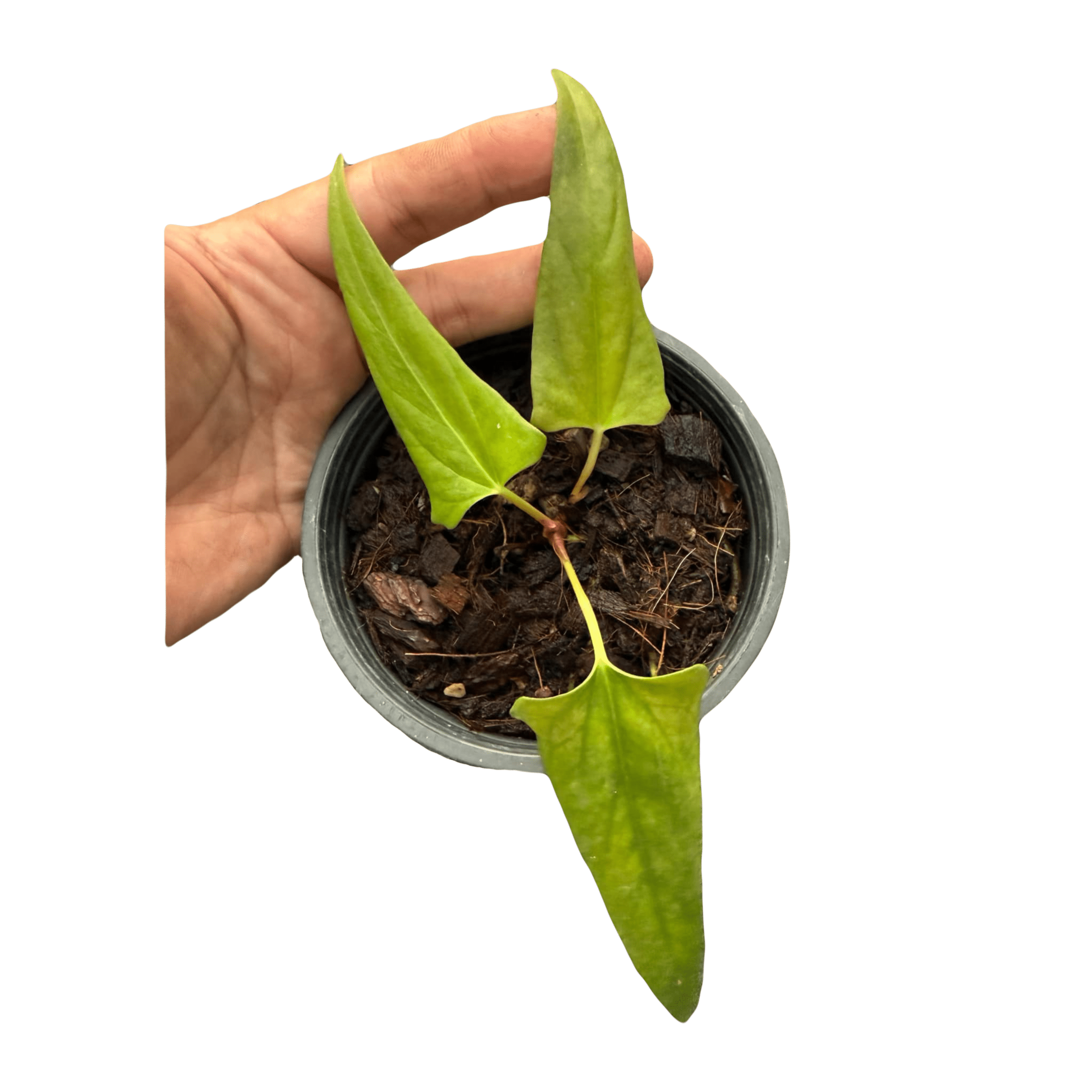 Anthurium Portilae NSE