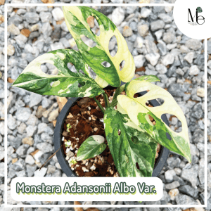 Monstera Adansonii Albo Variegated
