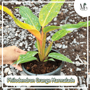 Philodendron Orange Marmalade