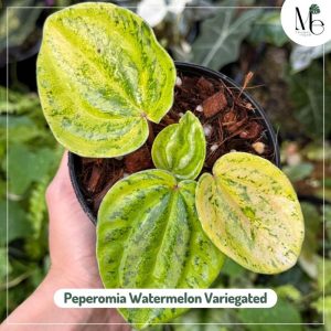 Peperomia Watermelon Variegated 