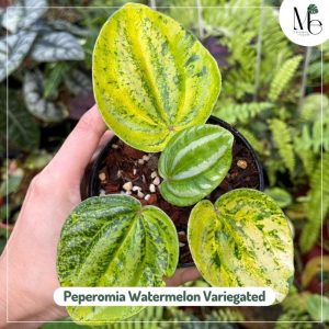 Peperomia Watermelon Variegated 