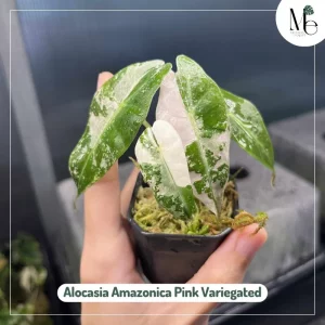 Alocasia Amazonica Pink Variegated
