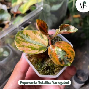Peperomia Metallica Variegated 