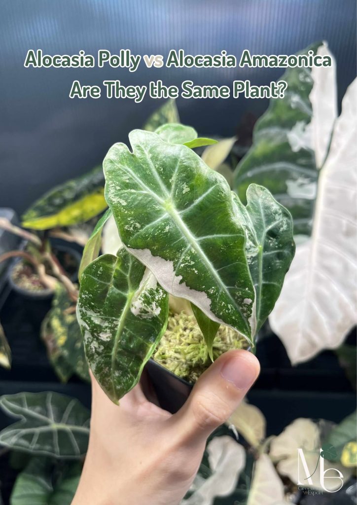 Alocasia Polly vs Alocasia Amazonica Are They the Same Plant?