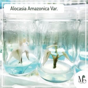 Alocasia Amazonica Variegated (TC)