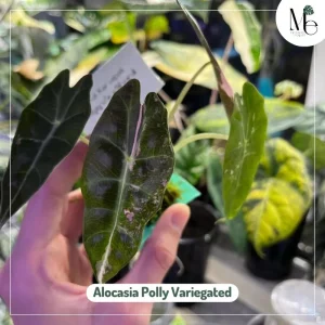 Alocasia Polly Variegated
