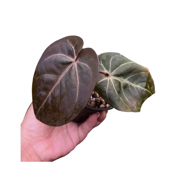 Anthurium Black Velvet