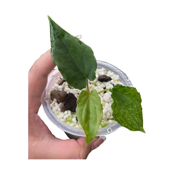 Anthurium BVEP Tezula x BVEP Scott Cohen