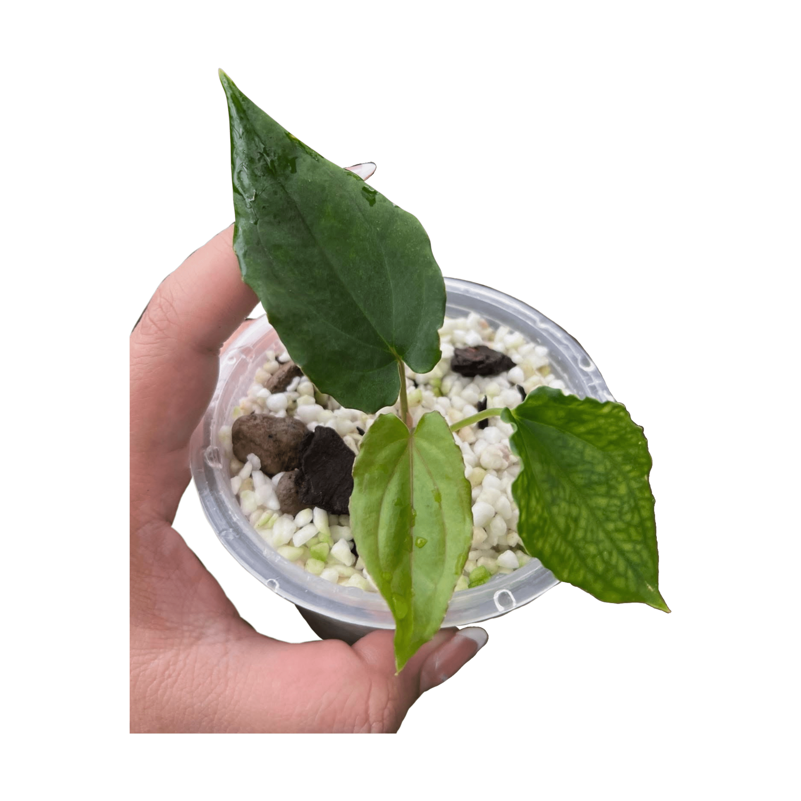 Anthurium BVEP Tezula x BVEP Scott Cohen