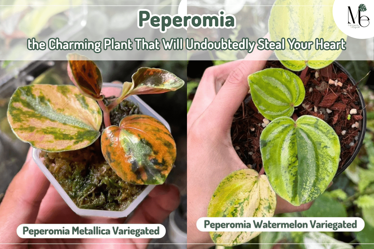 Peperomia