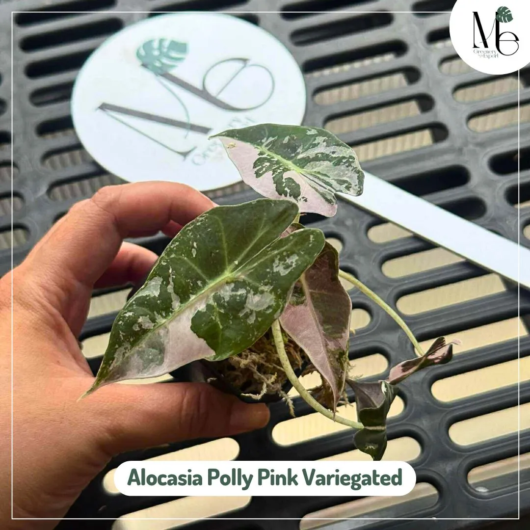Alocasia Polly Pink Variegated