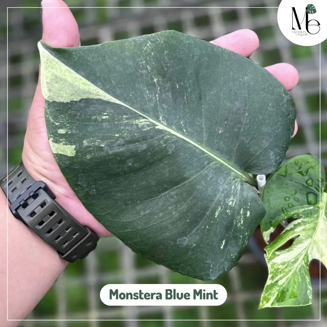 Monstera Blue Mint