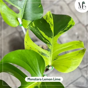 Monstera Lemon Lime