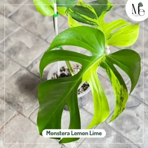 Monstera Lemon Lime