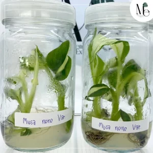 Musa Nono Variegated (TC)