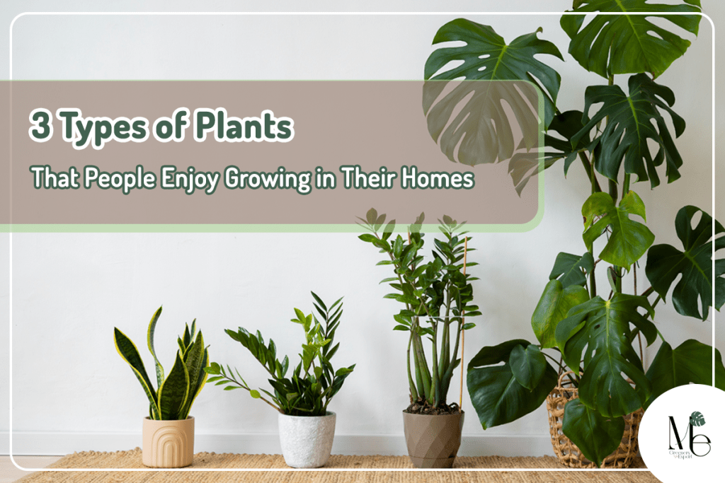 Plants in home