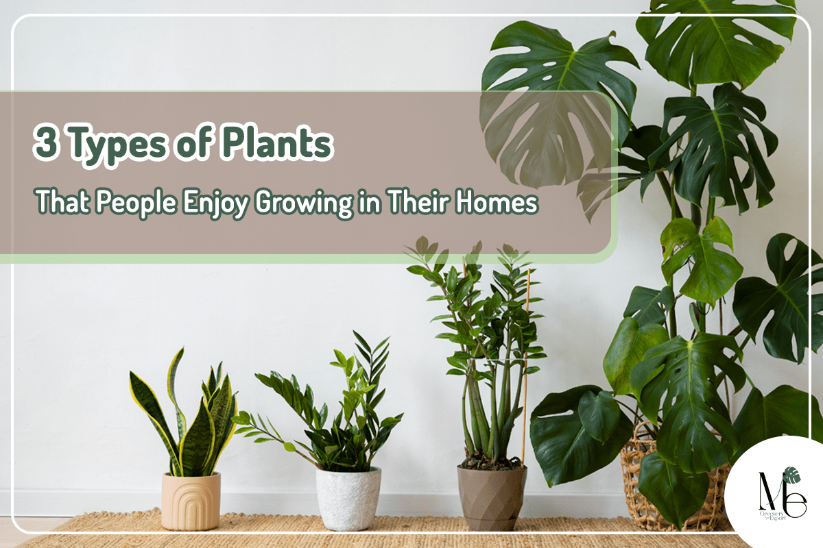 Plants in home