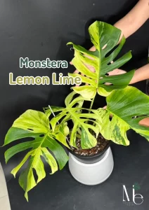 Monstera Lemon Lime: ความสวยสดใสที่คุณอาจยังไม่รู้จัก