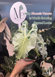 เหตุผลที่ควรปลูก Alocasia Venom ที่ไม่ใช่แค่เพราะความสวยงาม