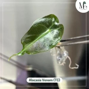 Alocasia Venom (TC)