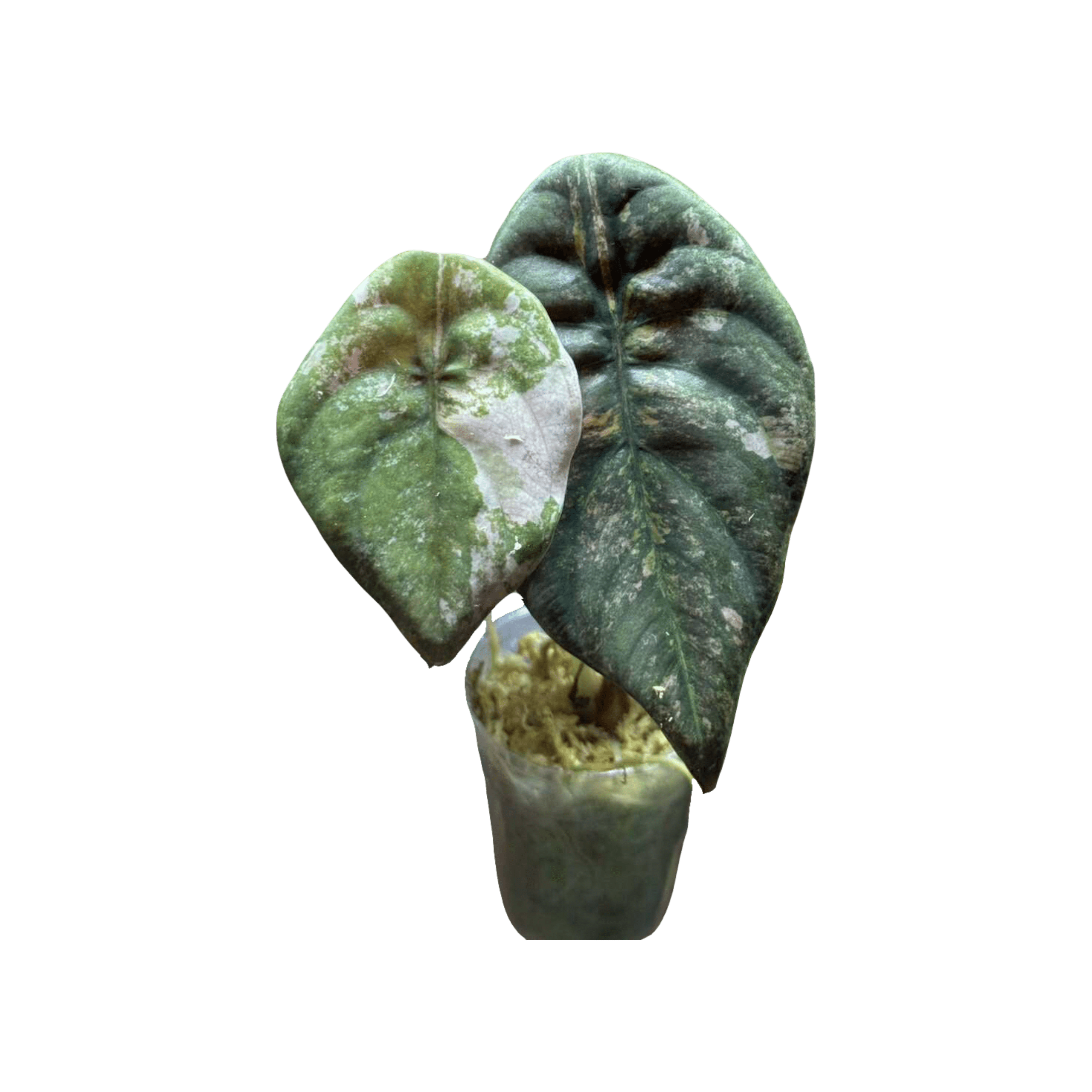 Alocasia Cuprea Latte