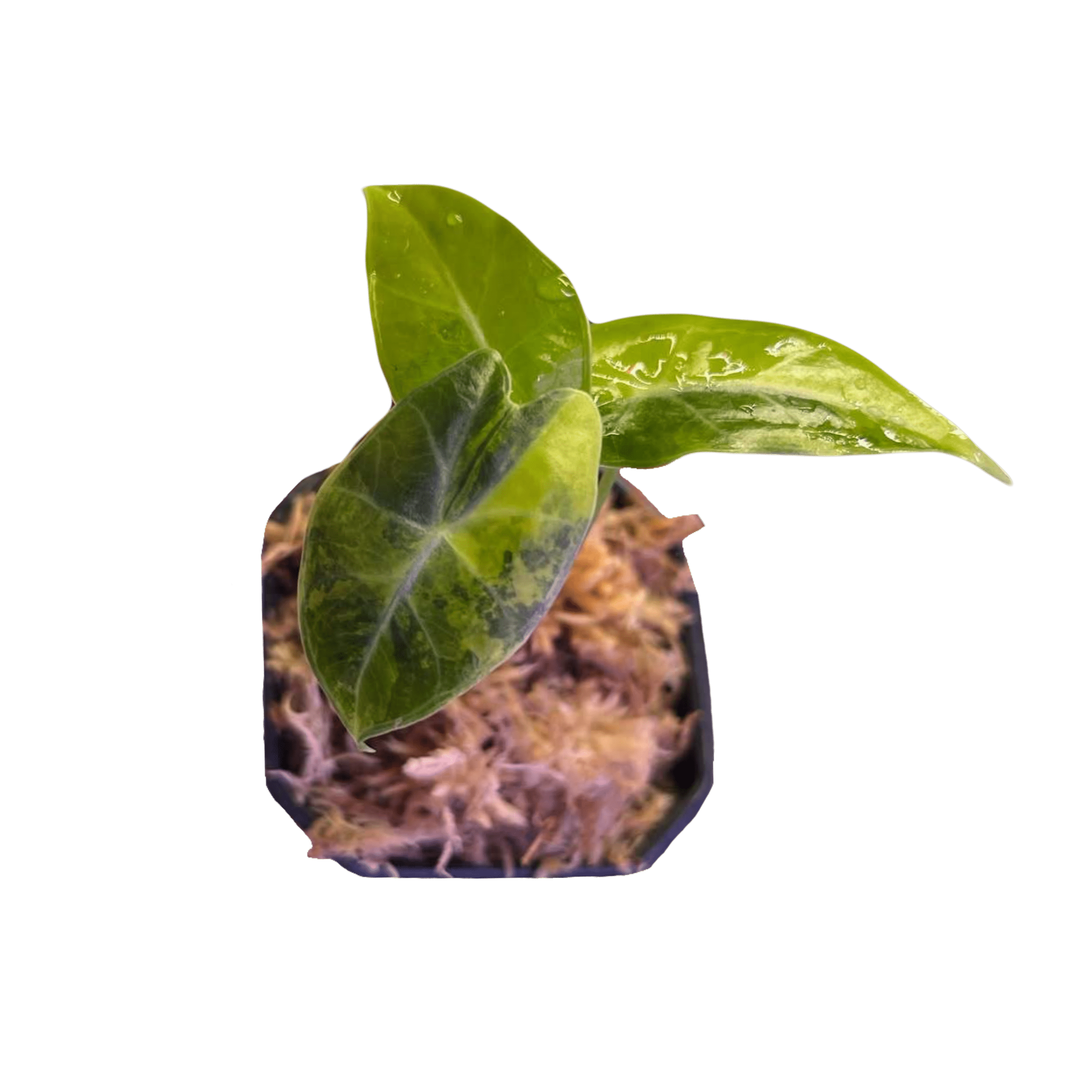 Alocasia Dragon Tooth Aurea