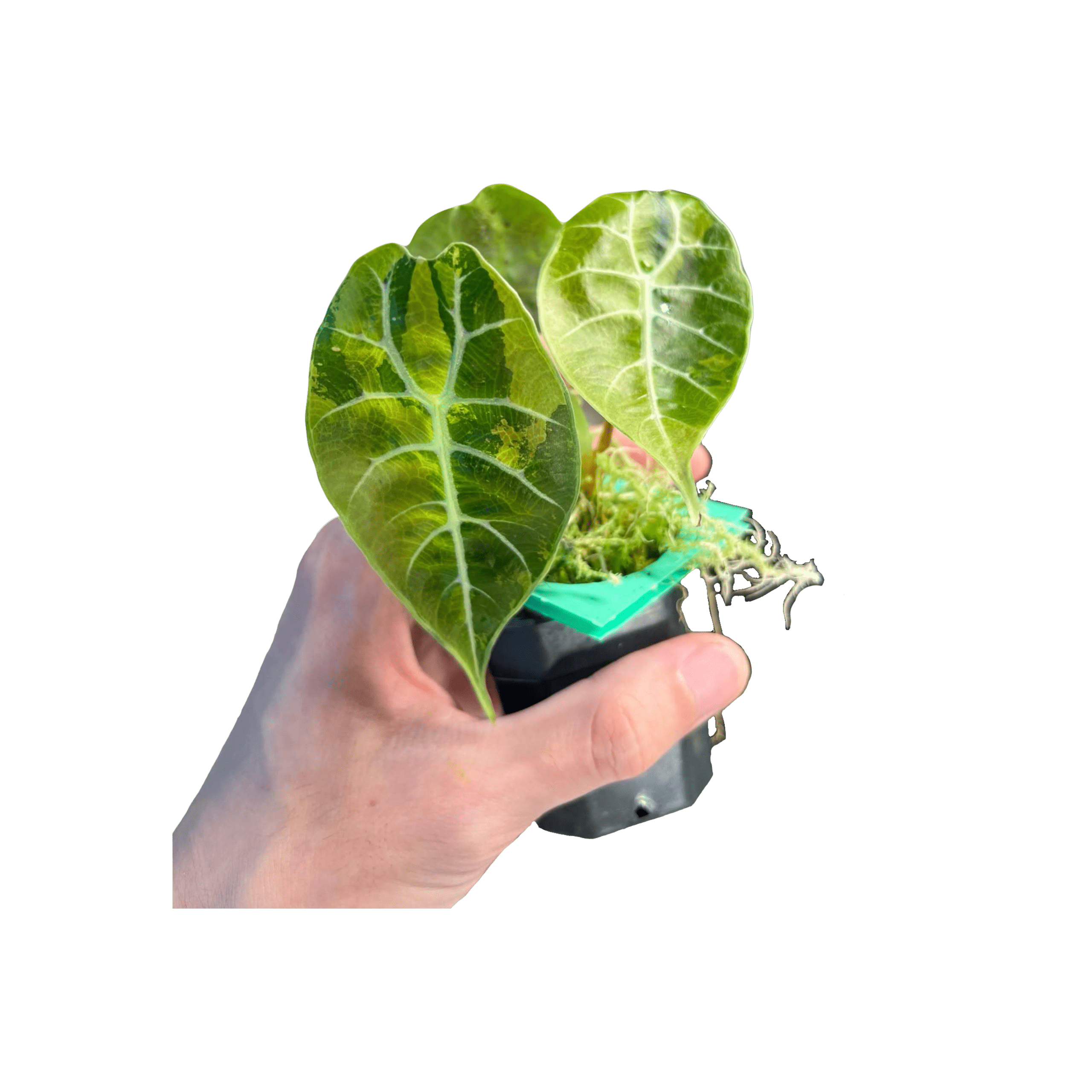 Alocasia Watsoniana Aurea