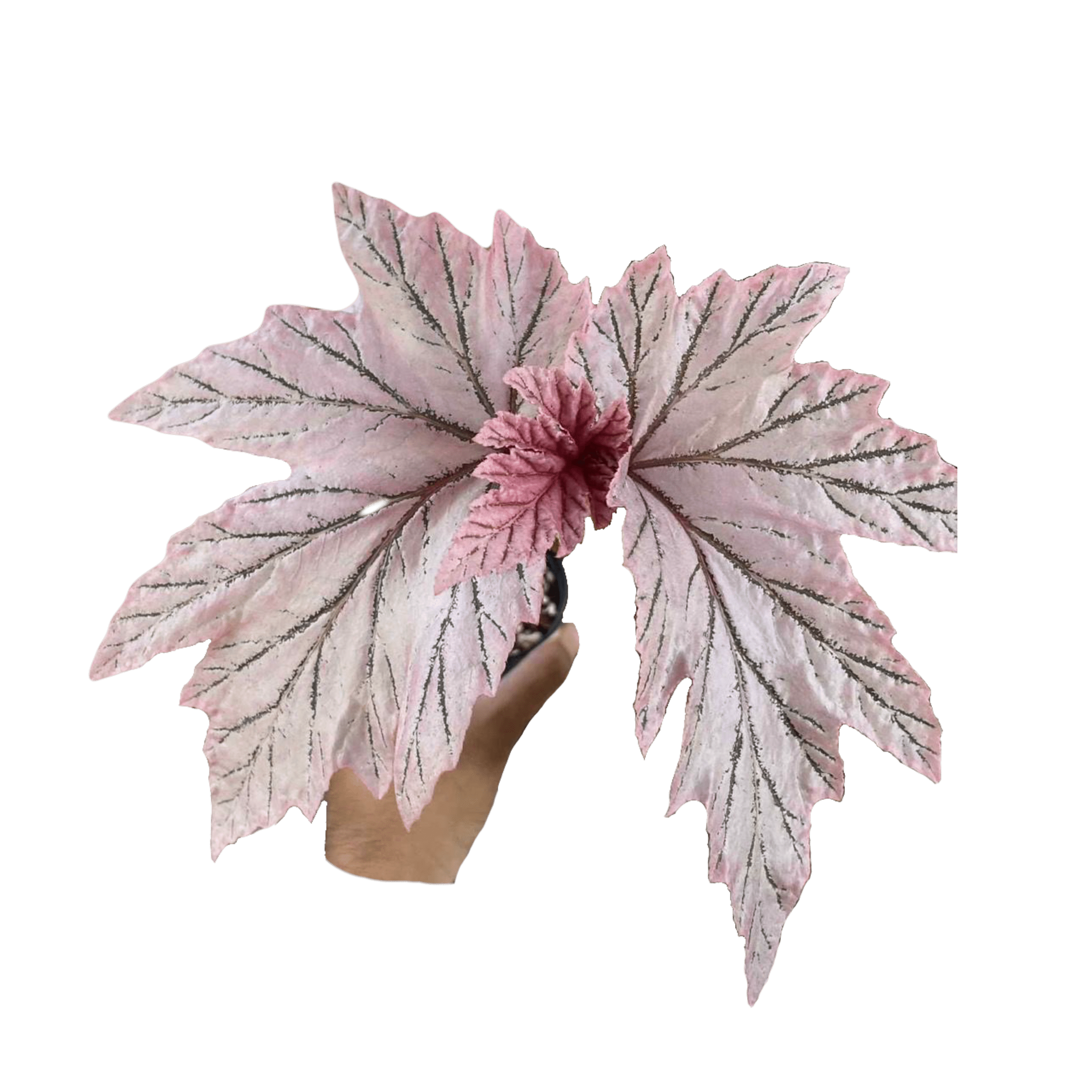 Begonia La Moon