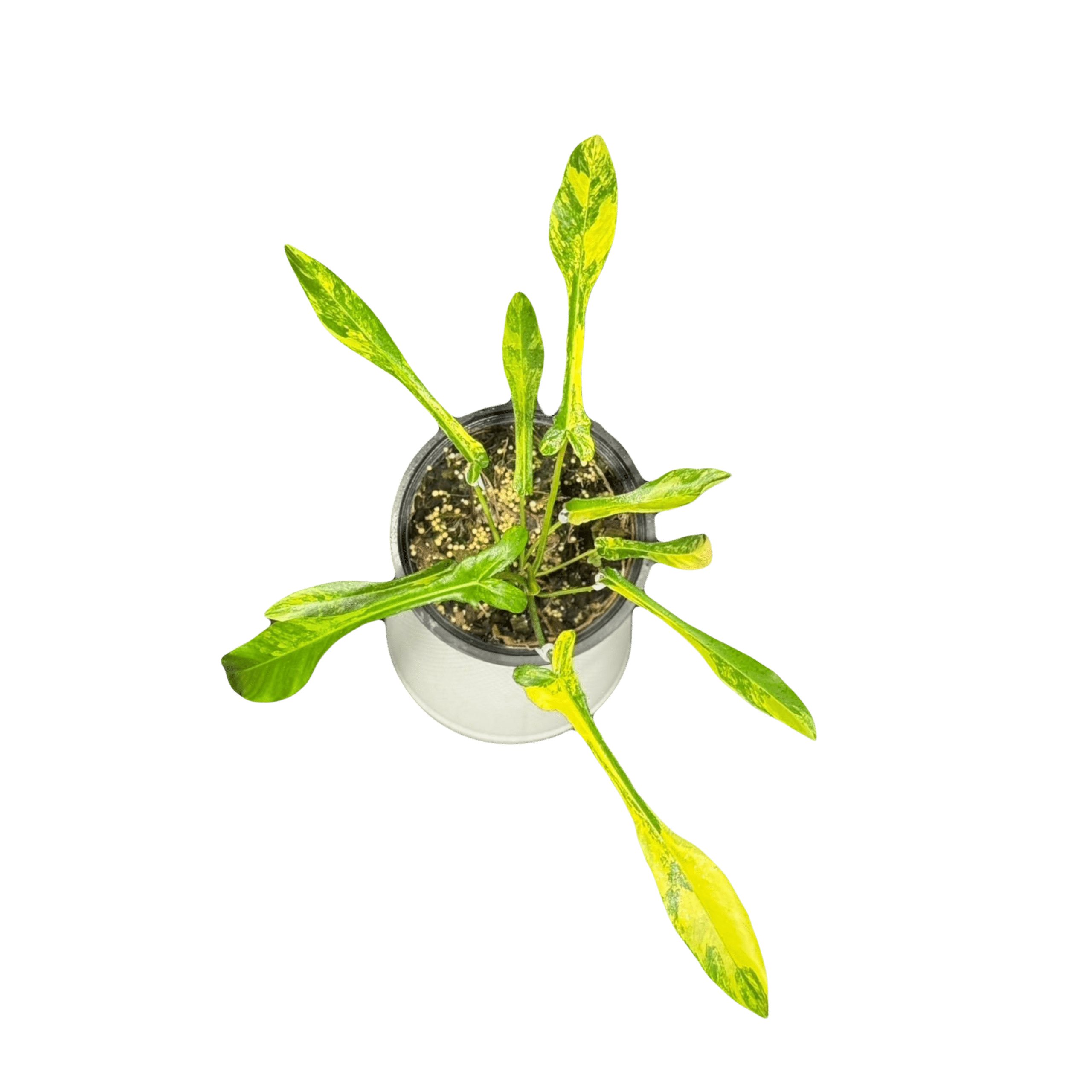 Philodendron Joepii Aurea