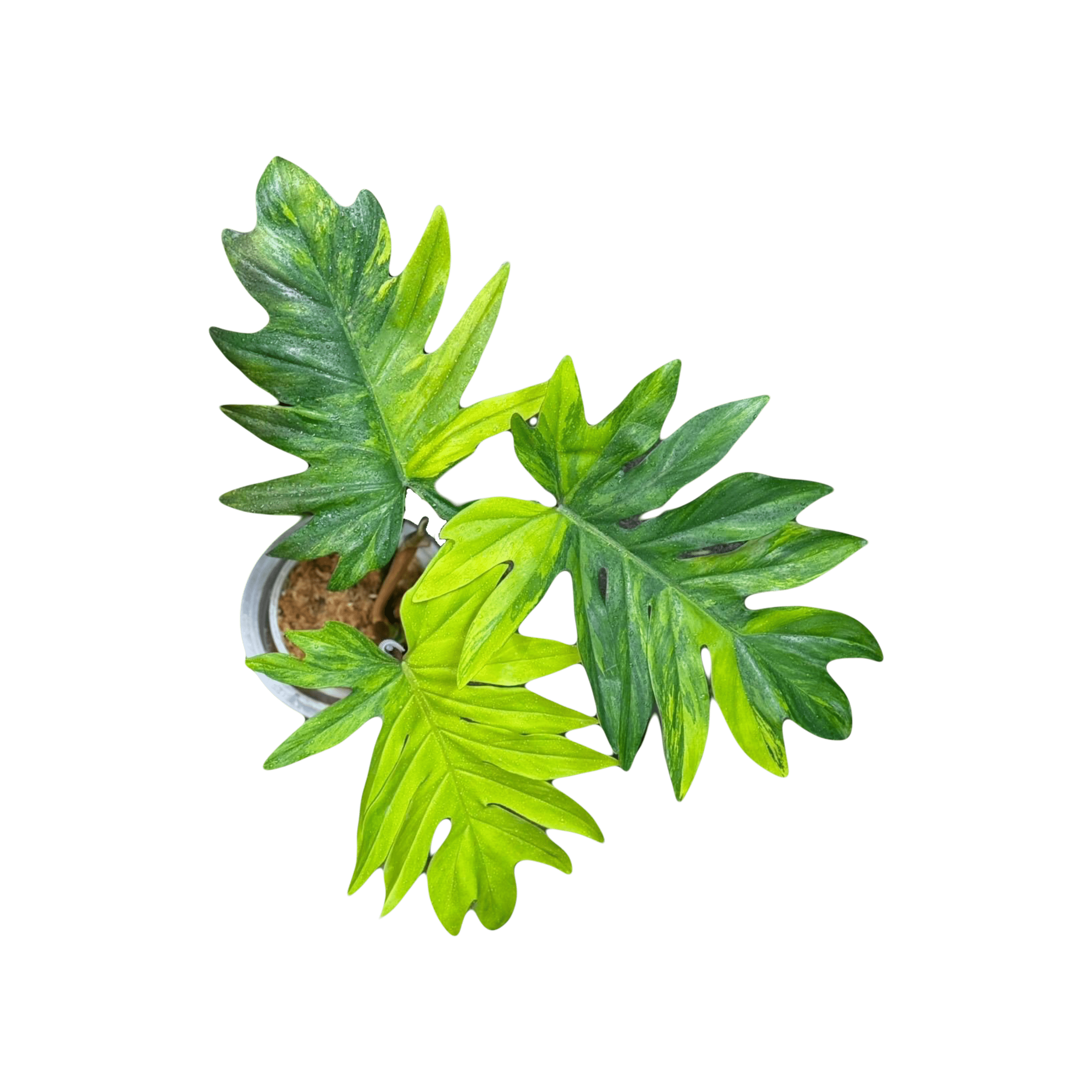Philodendron Mayoi Variegated