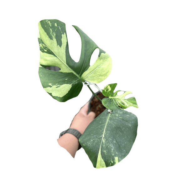 Monstera Blue Mint