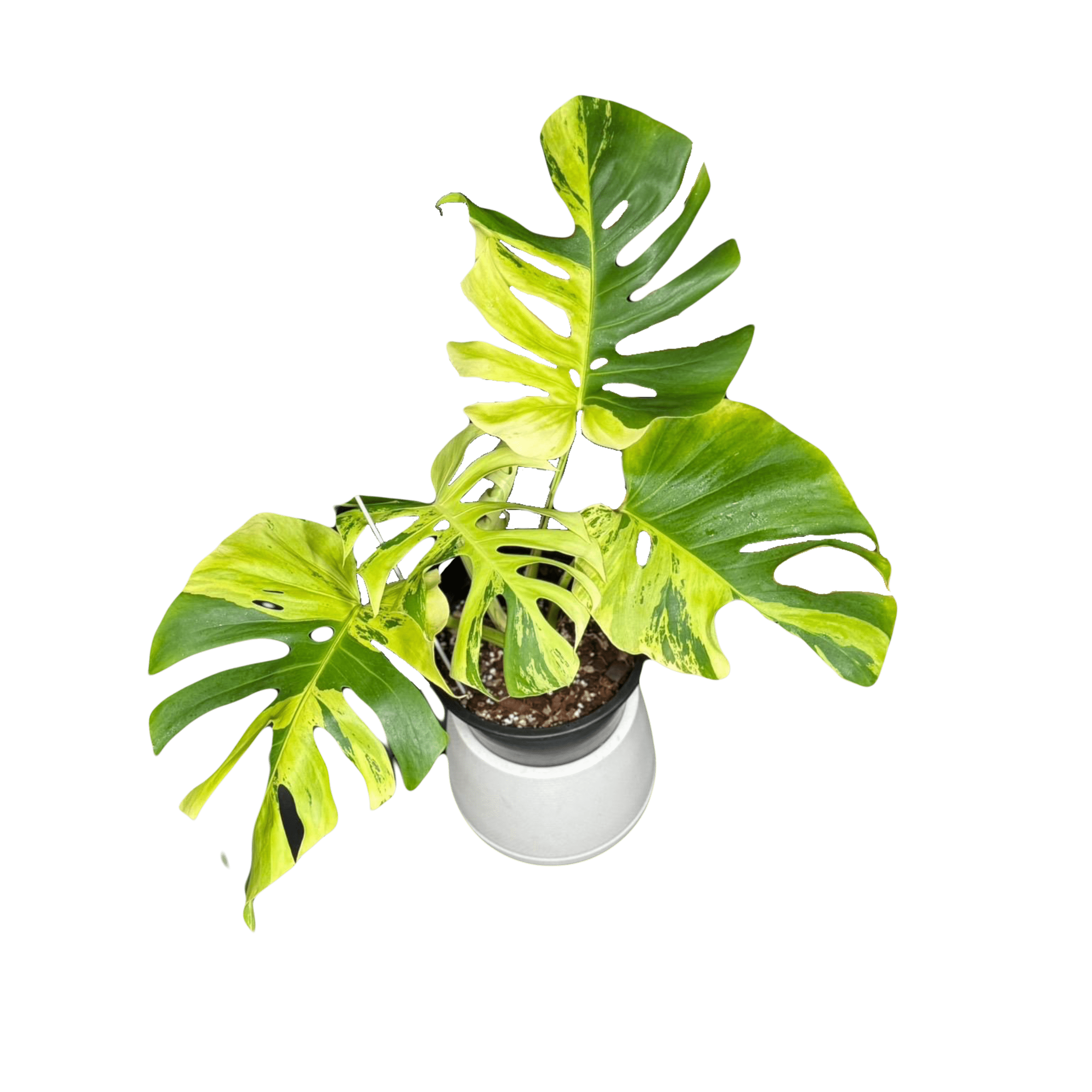 Monstera Lemon Lime