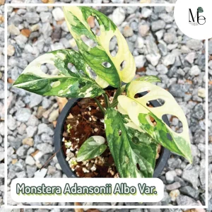 Monstera Adansonii Albo Variegated