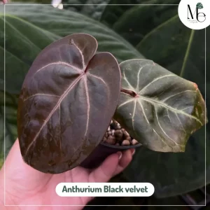 Anthurium Black Velvet