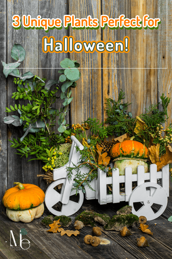 3 ไม้สุดแปลกแหวกฮาโลวีน 1 3 Unique Plants Perfect for Halloween