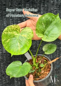 Super Rare Varieties of Monstera Deliciosa