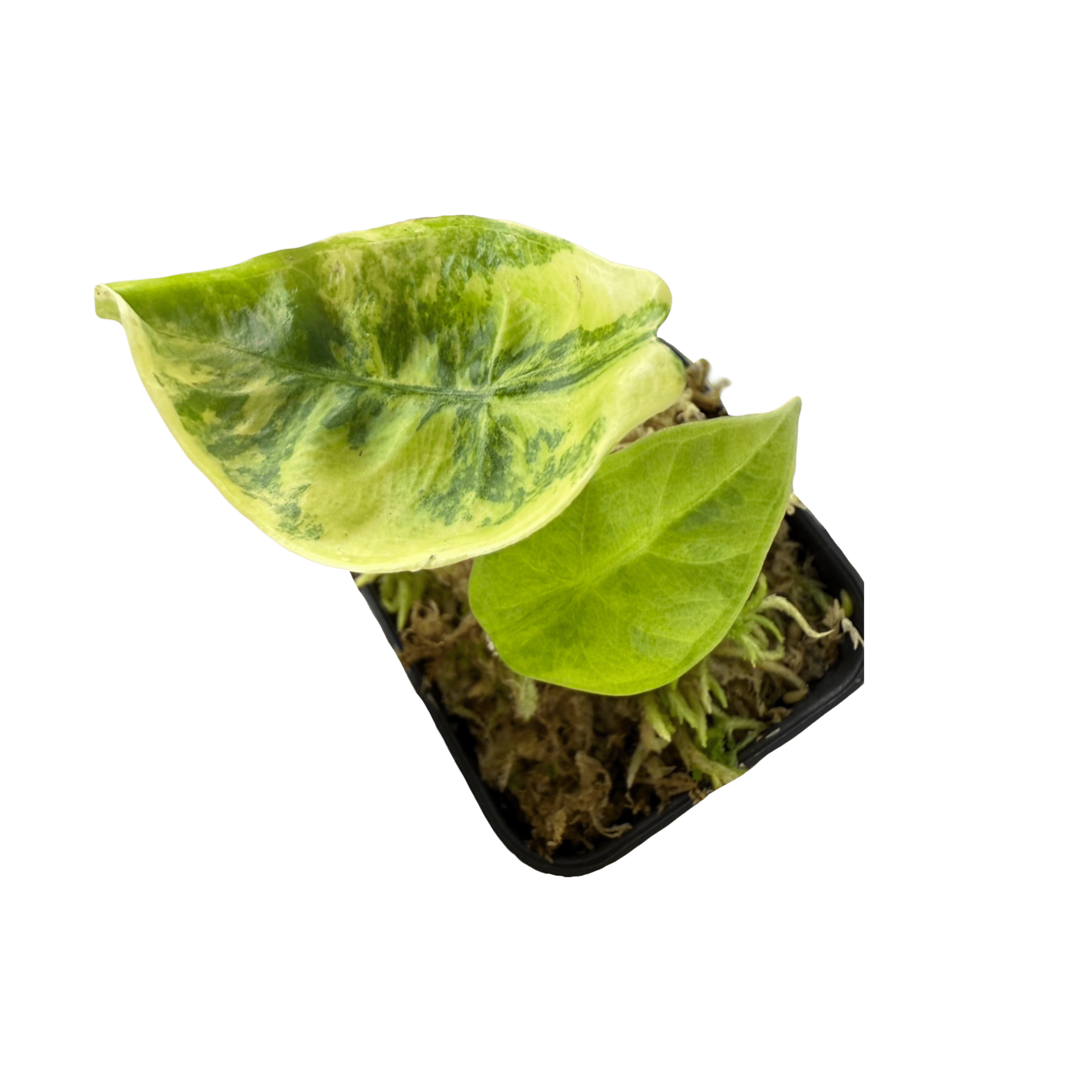 Alocasia Venusta Aurea