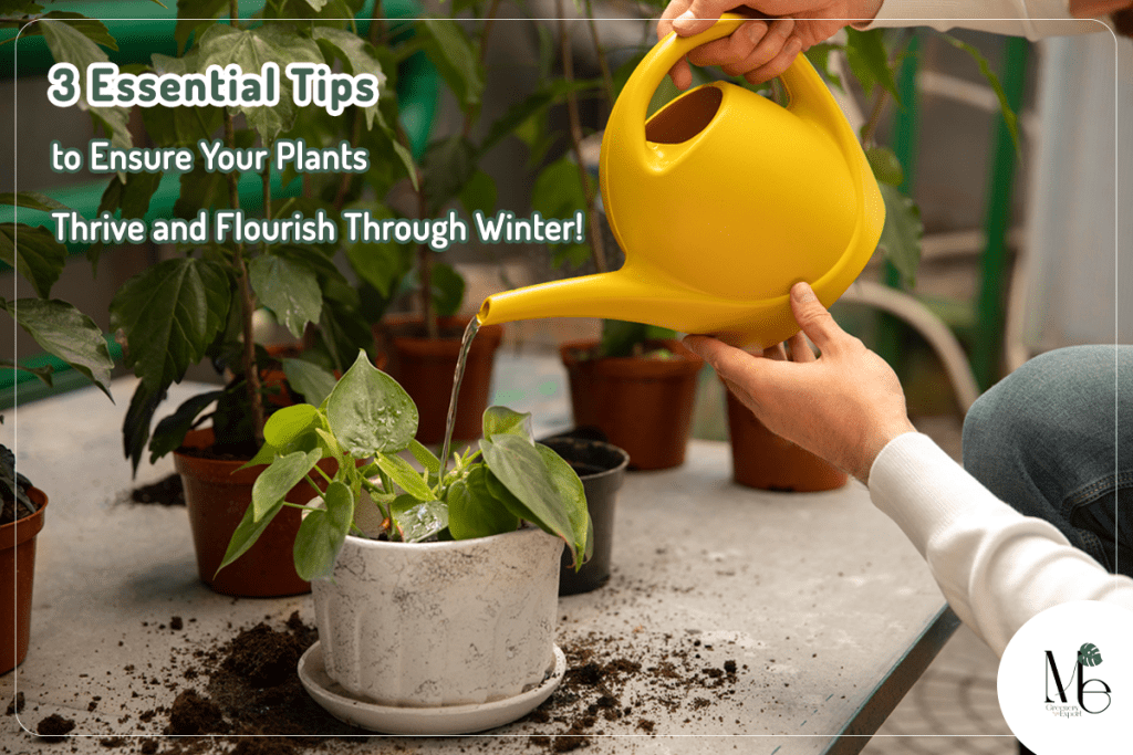 3 Essential Tips to Ensure Your Plants Thrive and Flourish Through Winter! 1 3 Essential Tips to Ensure Your Plants Thrive and Flourish Through Winter!