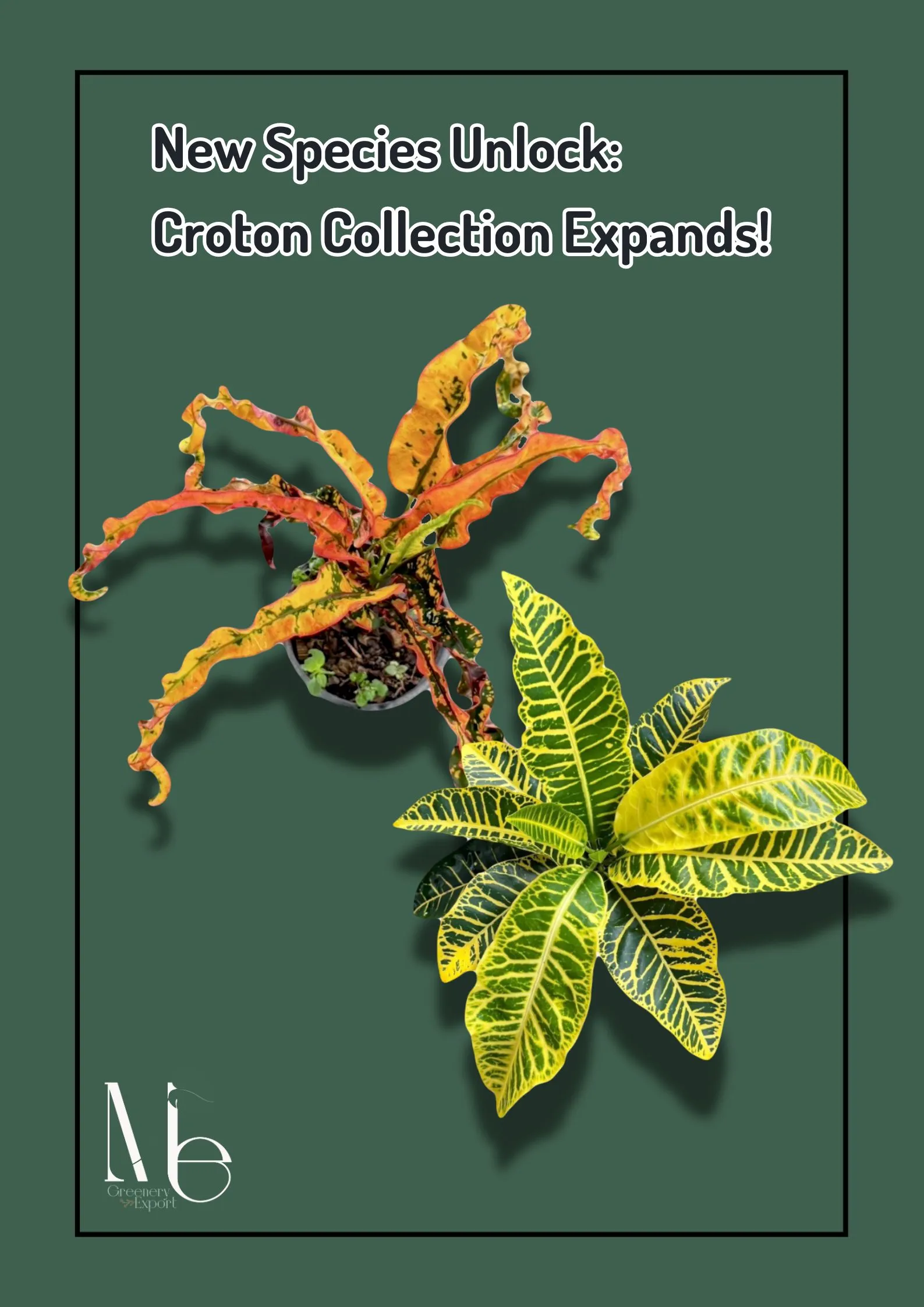 M.E. Greenery Export