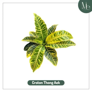 New Species Unlock: Croton Collection Expands! 2 Croton Thong Aek