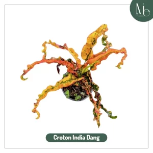New Species Unlock: Croton Collection Expands! 3 Croton India Dang