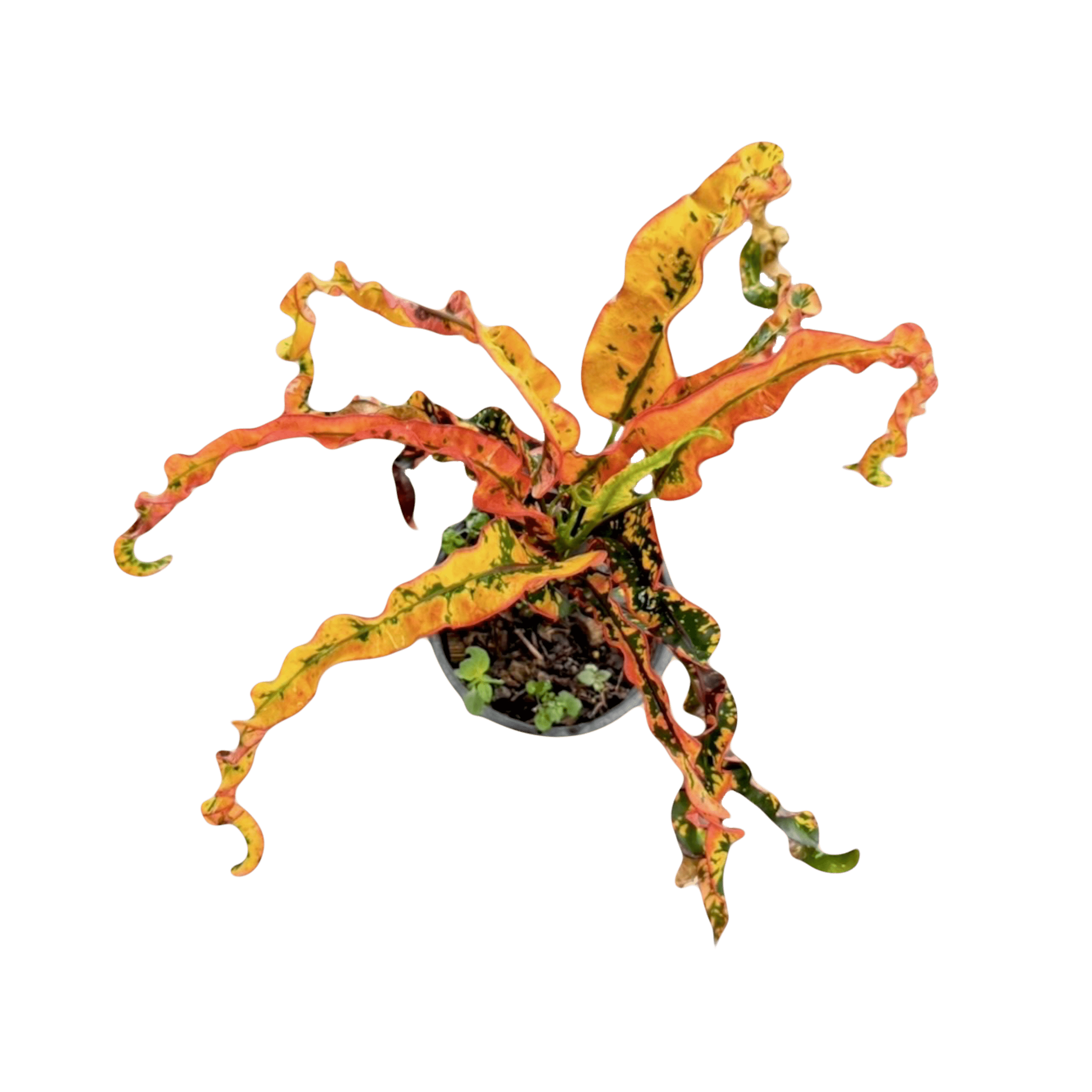 MagicEraser 5681109 170711 1 scaled