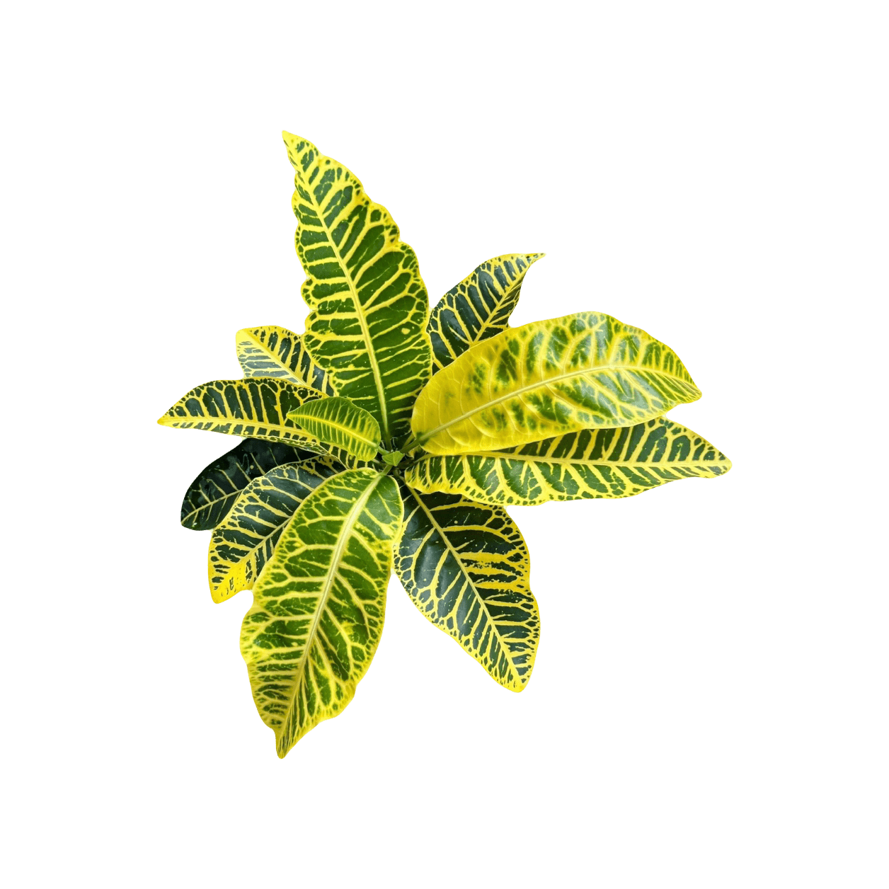 MagicEraser 5681109 170812 1