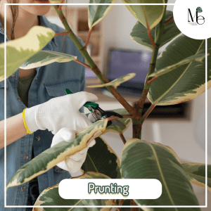 3 Essential Tips to Ensure Your Plants Thrive and Flourish Through Winter! 2 การตัดแต่งกิ่งไม้ (Prunting)